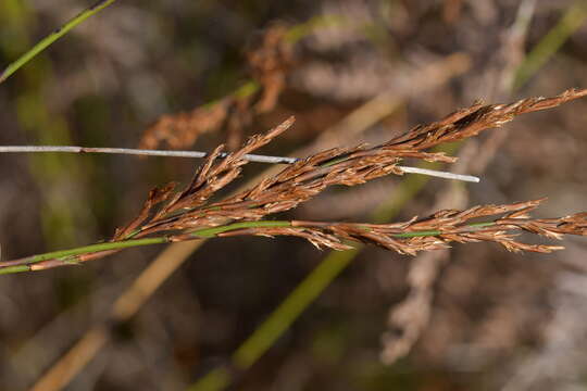 Image of Sporadanthus traversii (F. Muell.) Buchanan