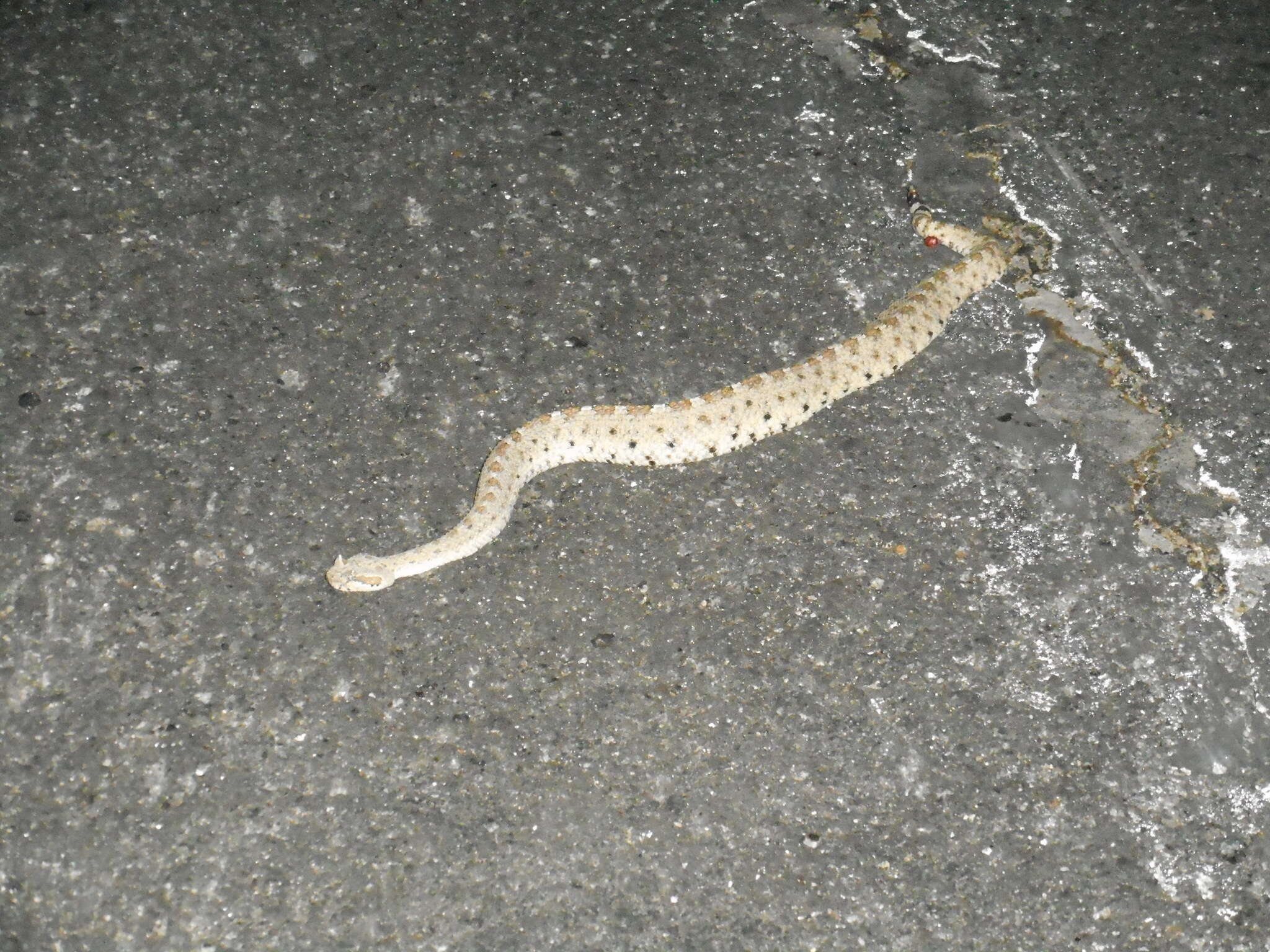 Image of Crotalus cerastes laterorepens Klauber 1944