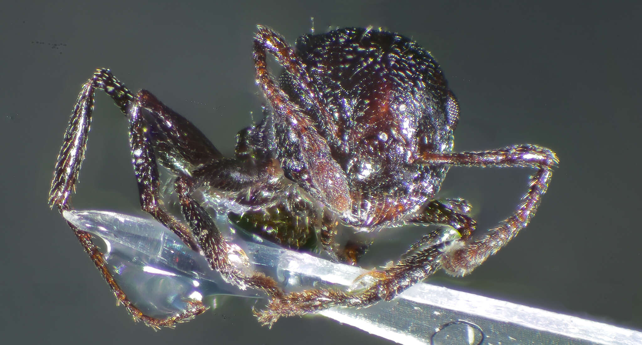 Image of Crematogaster laestrygon Emery 1869