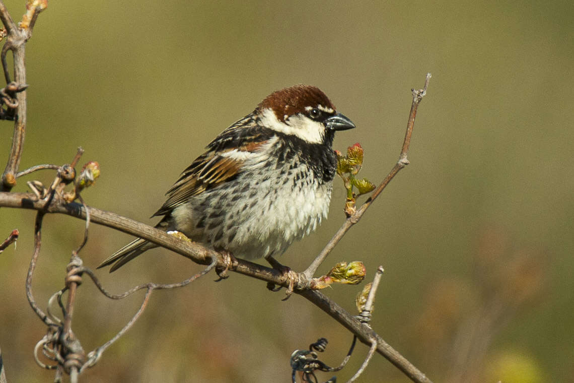 Image of Spanish Sparrow