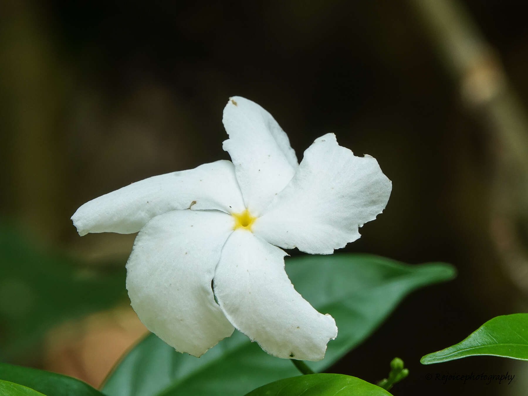 Image of pinwheelflower