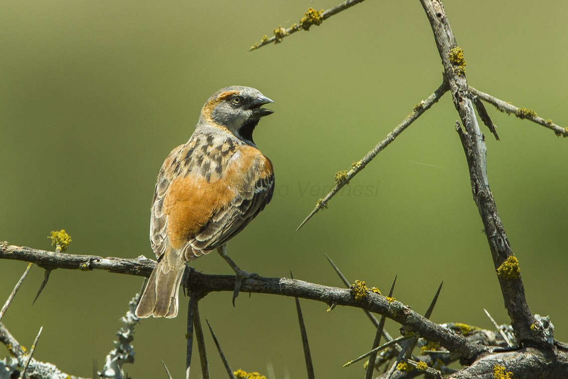 Image of Kenya Rufous-Sparrow