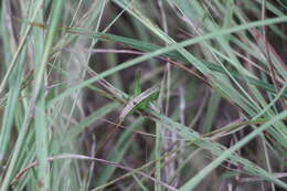 Image of Straight-lanced Meadow Katydid