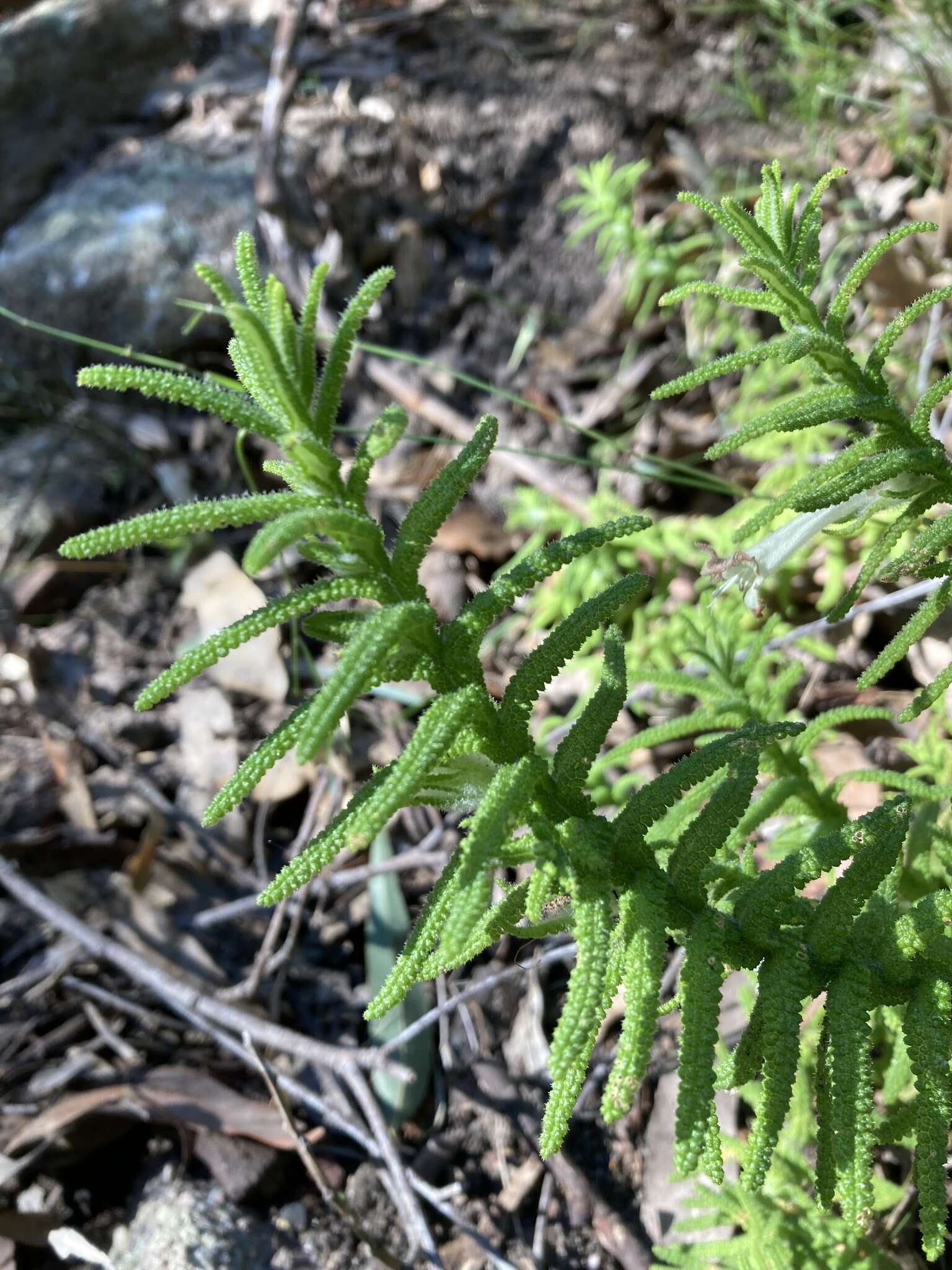 Image of Chloanthes stoechadis R. Br.