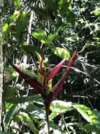Image of wild plantain