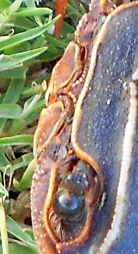 Image of Natal River Crab