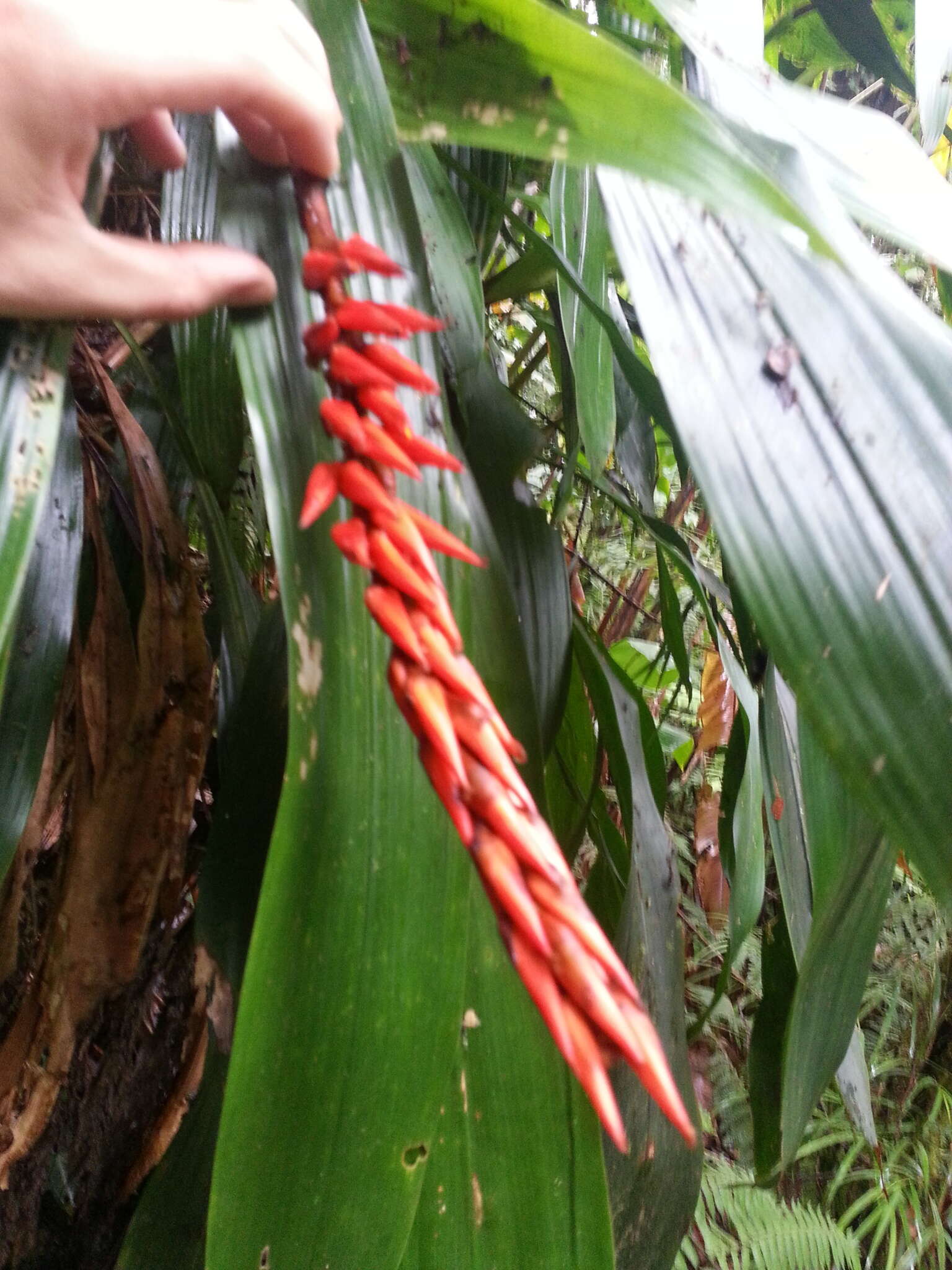 Image of Pitcairnia brittoniana (Mez) Mez