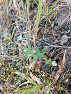 Image de Trifolium bifidum A. Gray