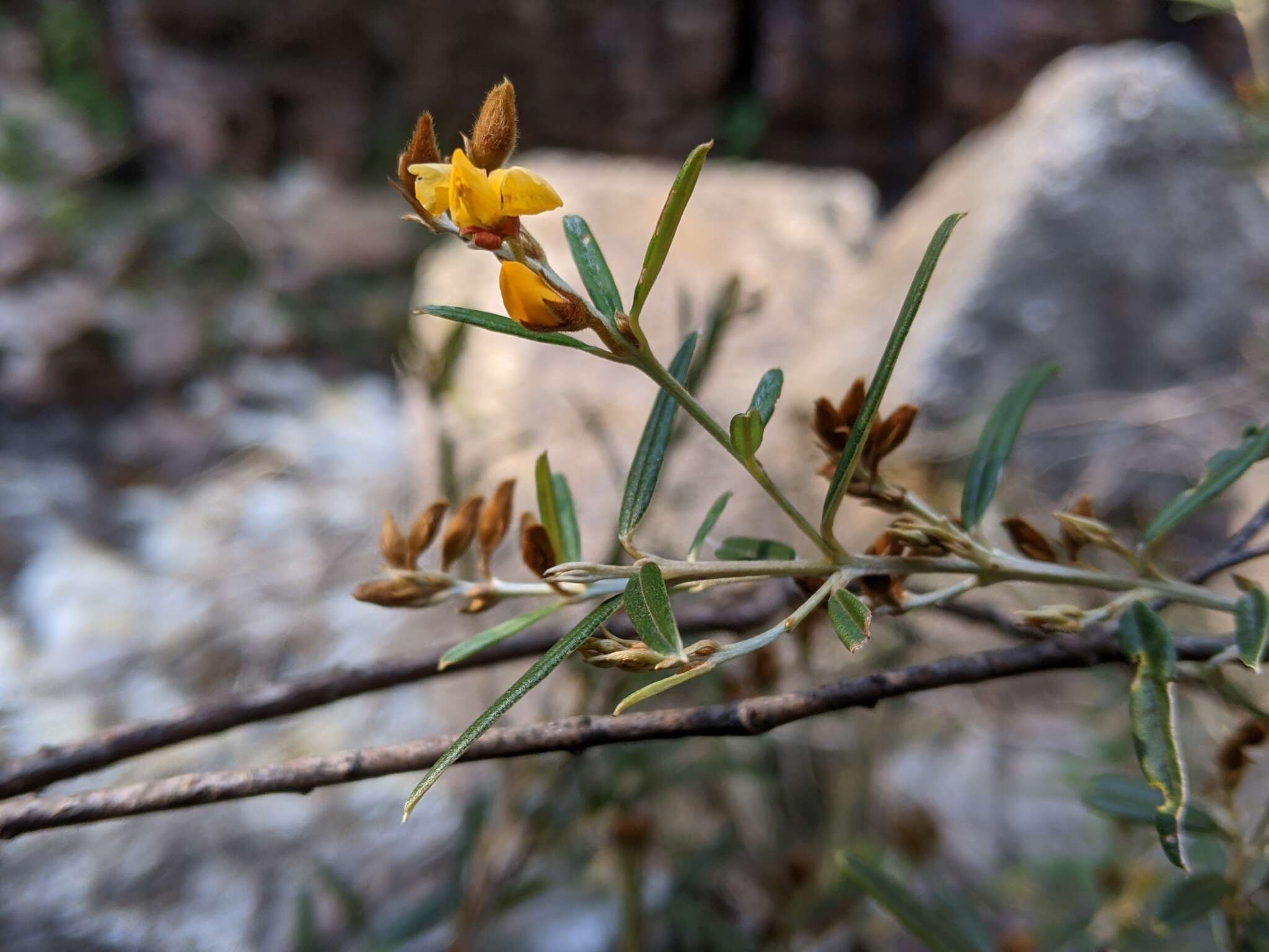 Image of Oxylobium arborescens R. Br.