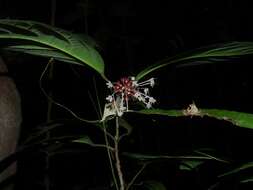 Image of Clerodendrum deflexum Wall.