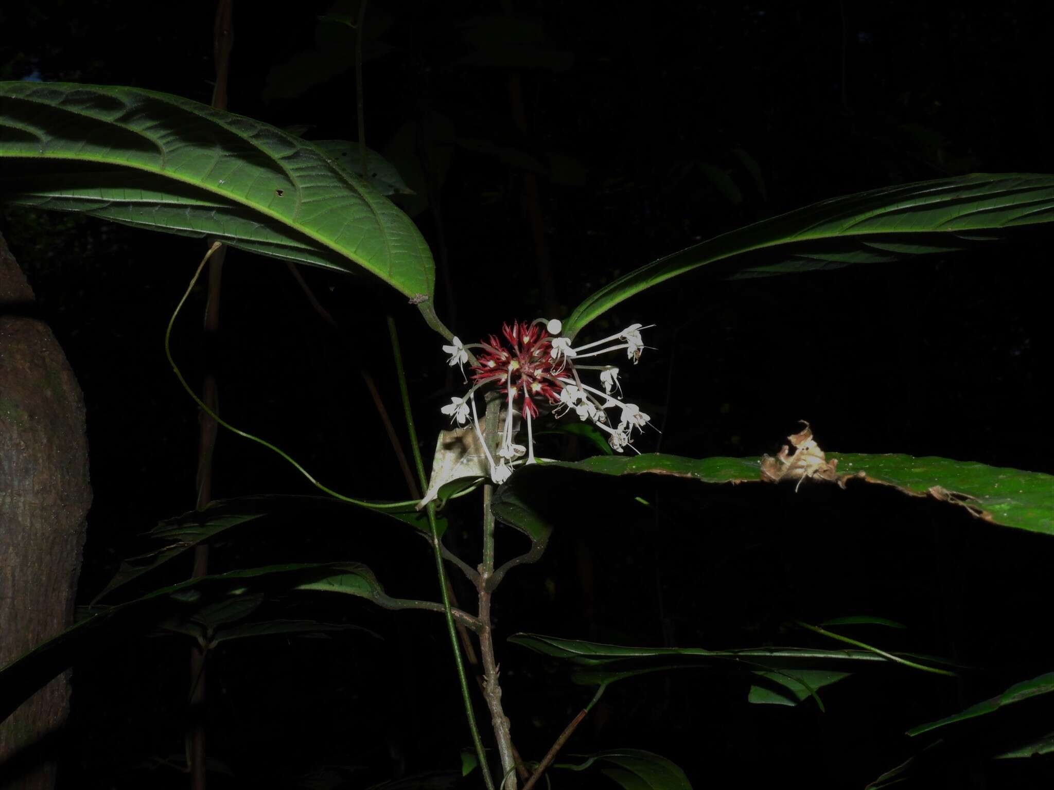 Imagem de Clerodendrum deflexum Wall.