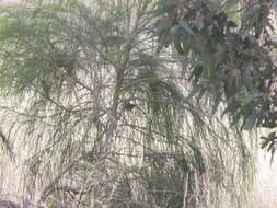 Image of Western Silvereye