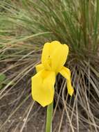 Image of Large yellow moraea