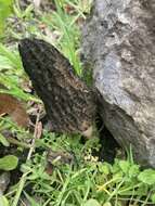 Image of Morchella angusticeps Peck 1887