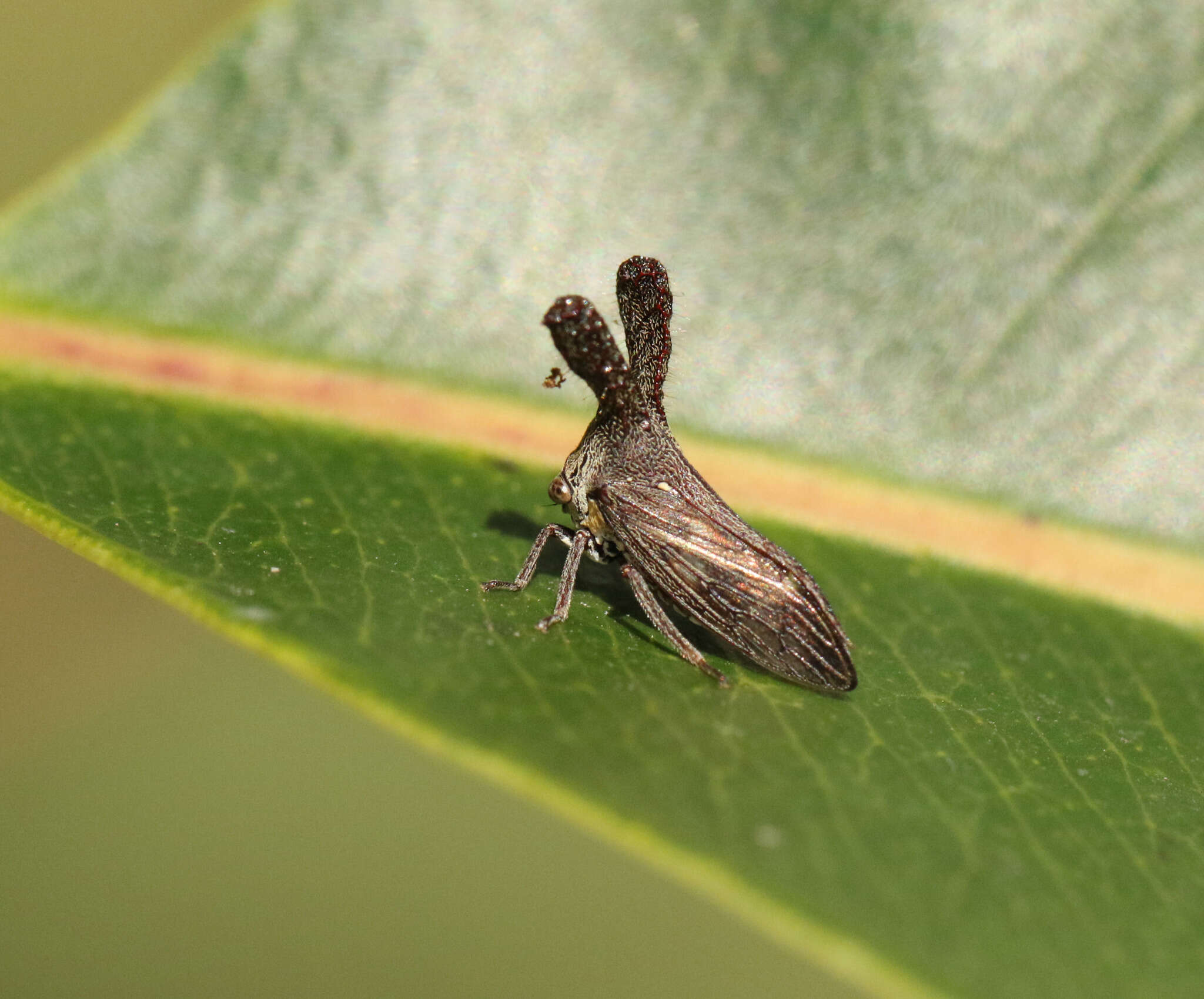 Image of Lubra spinicornis Walker