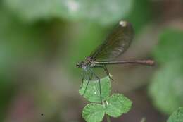 Image of <i>Calopteryx splendens amasina</i> Bartenef 1912