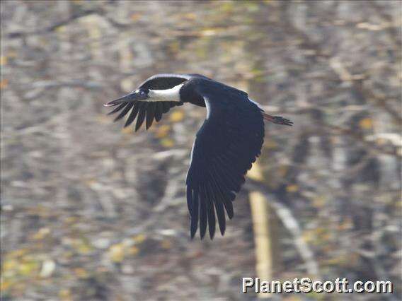 Image of Asian Woolly-necked Stork