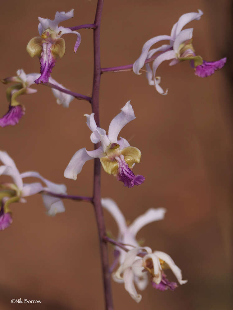 Image of Eulophia cristata (Afzel. ex Sw.) Steud.