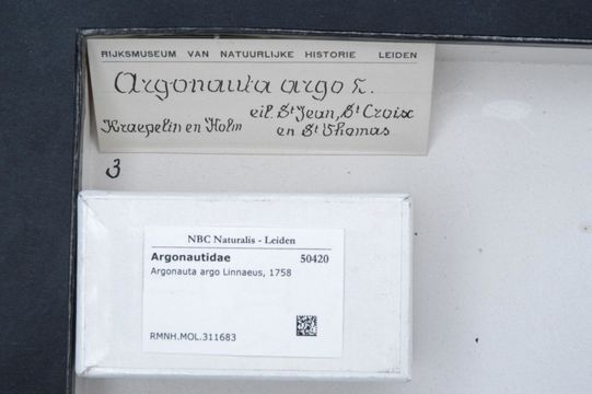 Image of Argonaut