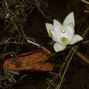 Imagem de Nymphaea jamesoniana Planch.