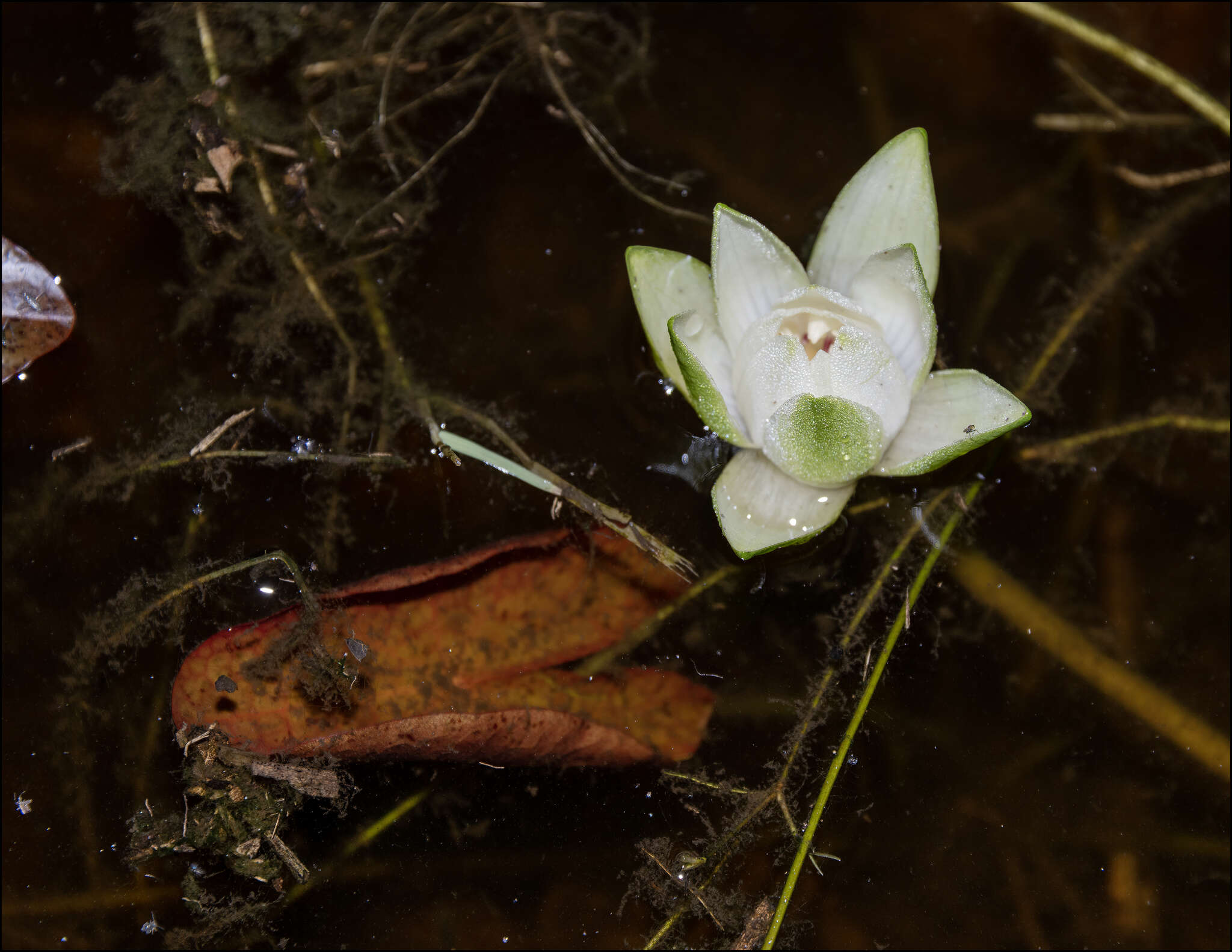 Image de Nymphaea jamesoniana Planch.