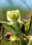 Image of Habenaria epipactidea Rchb. fil.