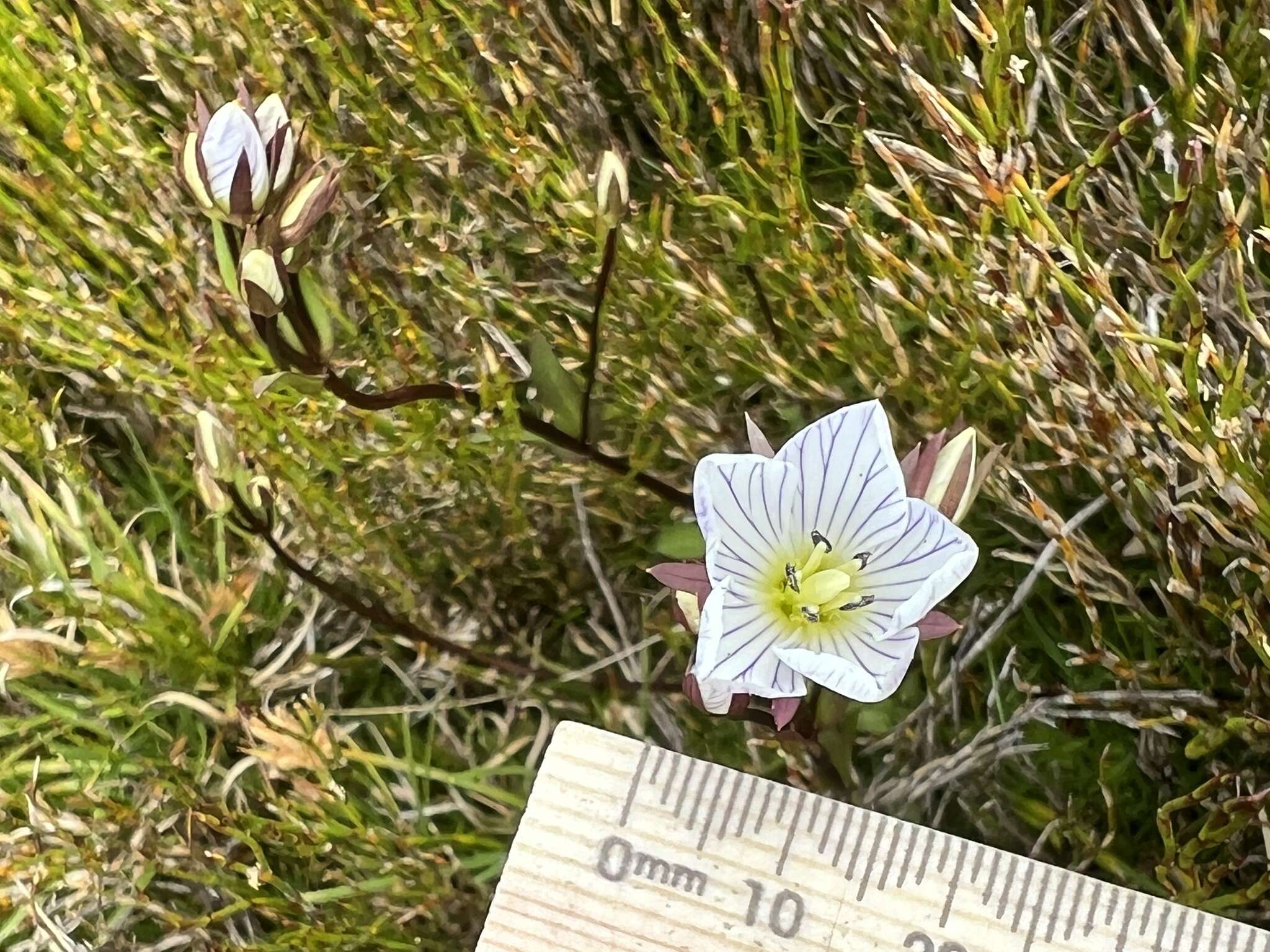 Image of Gentianella bawbawensis (L. G. Adams) Glenny