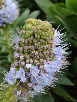 Слика од Echium nervosum Dryand. ex Ait.