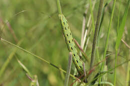 Image of Sword-grass moth