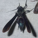 Image of Phaeosphecia opaca Walker 1856