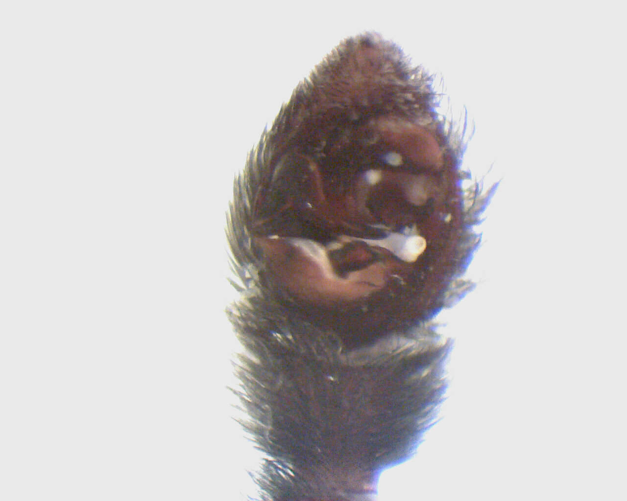 Image de Pardosa groenlandica (Thorell 1872)