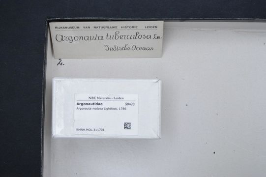 Image of <i>Argonauta nodosa</i>