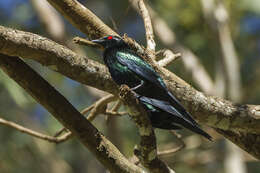 Image of Metallic Starling