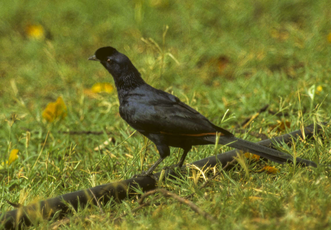 Image of Bristle-crowned Starling