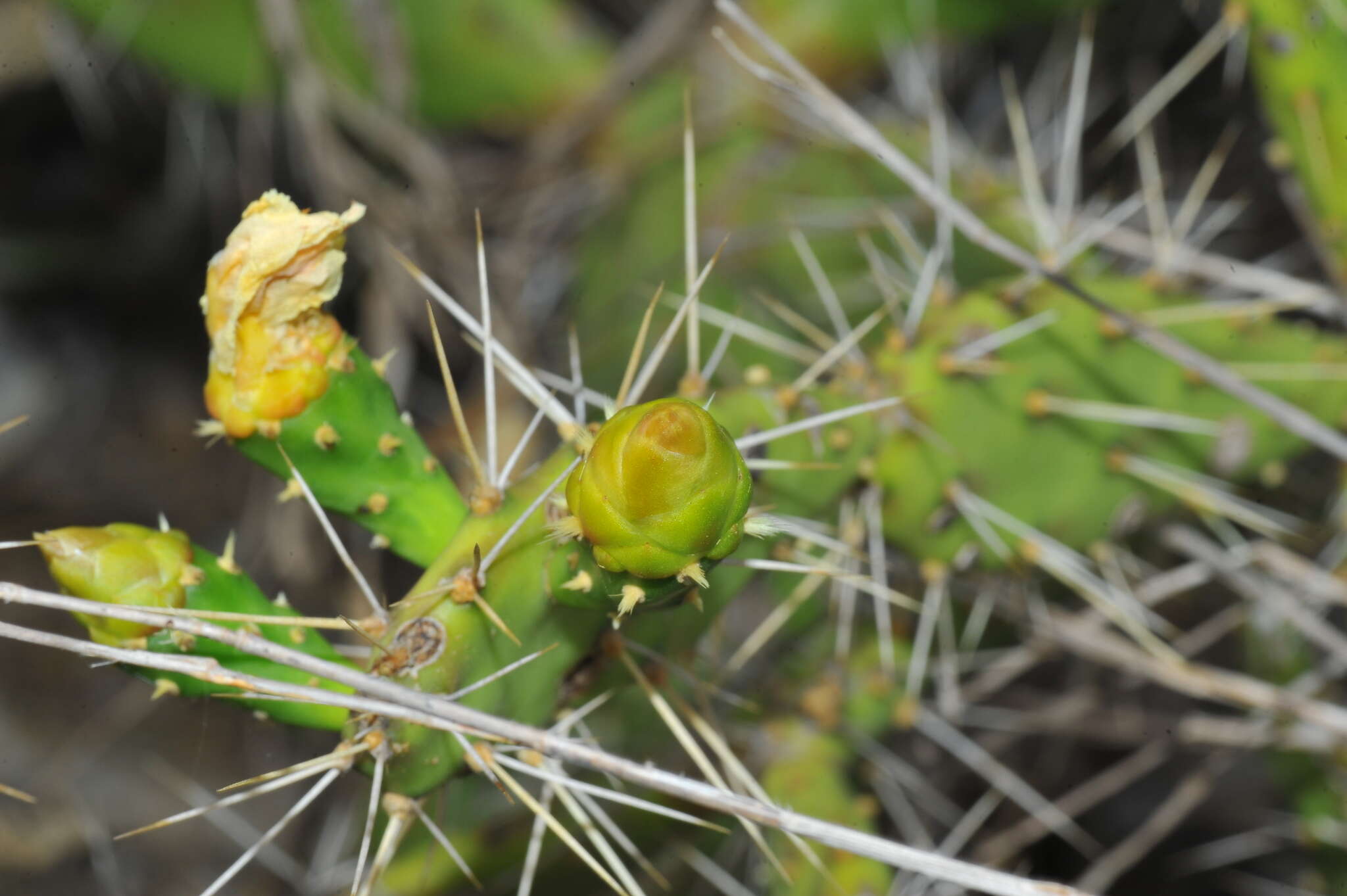 Image of Opuntia triacanthos