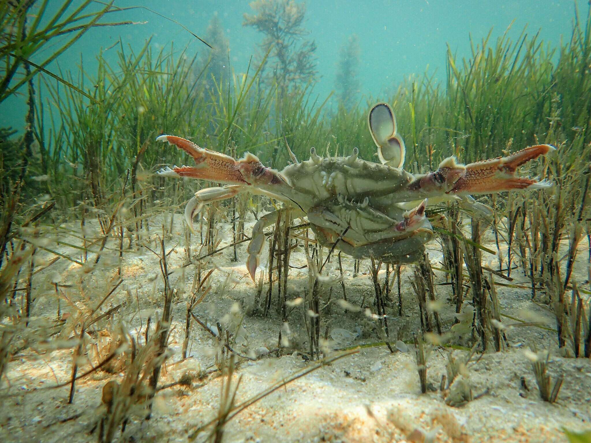 Image of Ovalipes australiensis Stephenson & Rees 1968