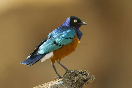 Image of Superb Starling