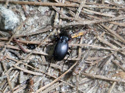 Image of Cyclotrachelus (Evarthrus) furtivus (Le Conte 1853)