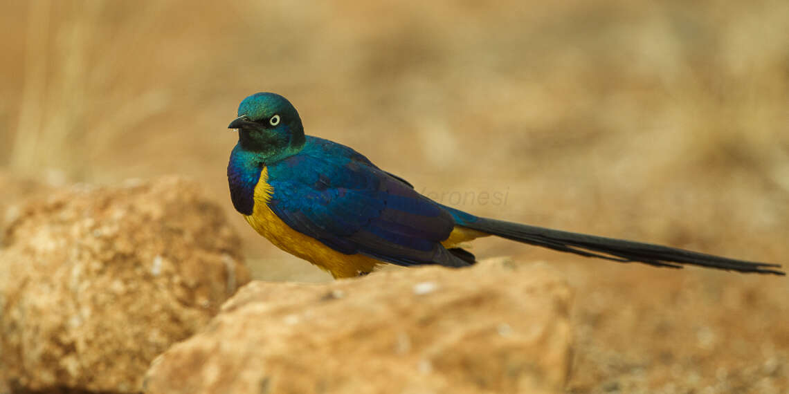 Image of Golden-breasted Starling