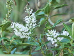 Sivun Veronica stricta var. macroura (Hook. fil. ex Benth.) Garn.-Jones kuva