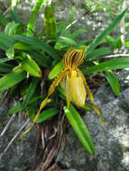 Image de Paphiopedilum glanduliferum (Blume) Stein