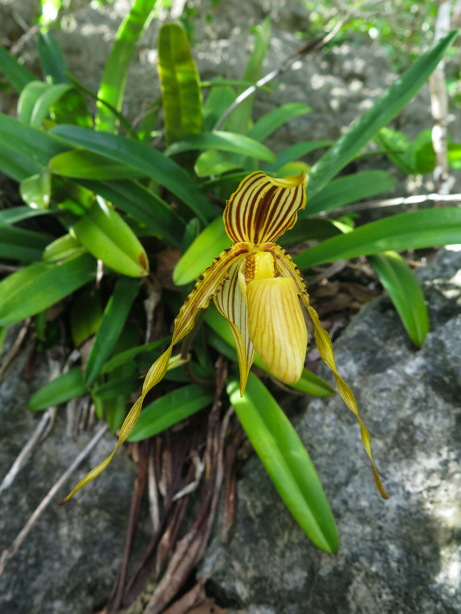 Image de Paphiopedilum glanduliferum (Blume) Stein