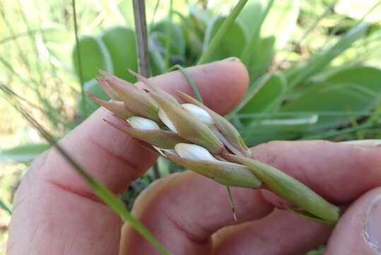 Image of Satyrium longicauda var. longicauda