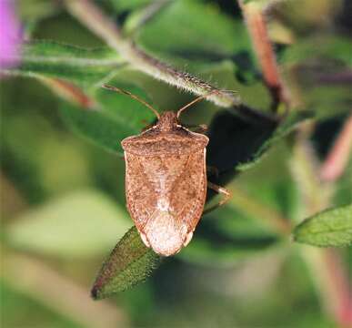 Euschistus (Euschistus) servus euschistoides (Vollenhoven 1868) resmi