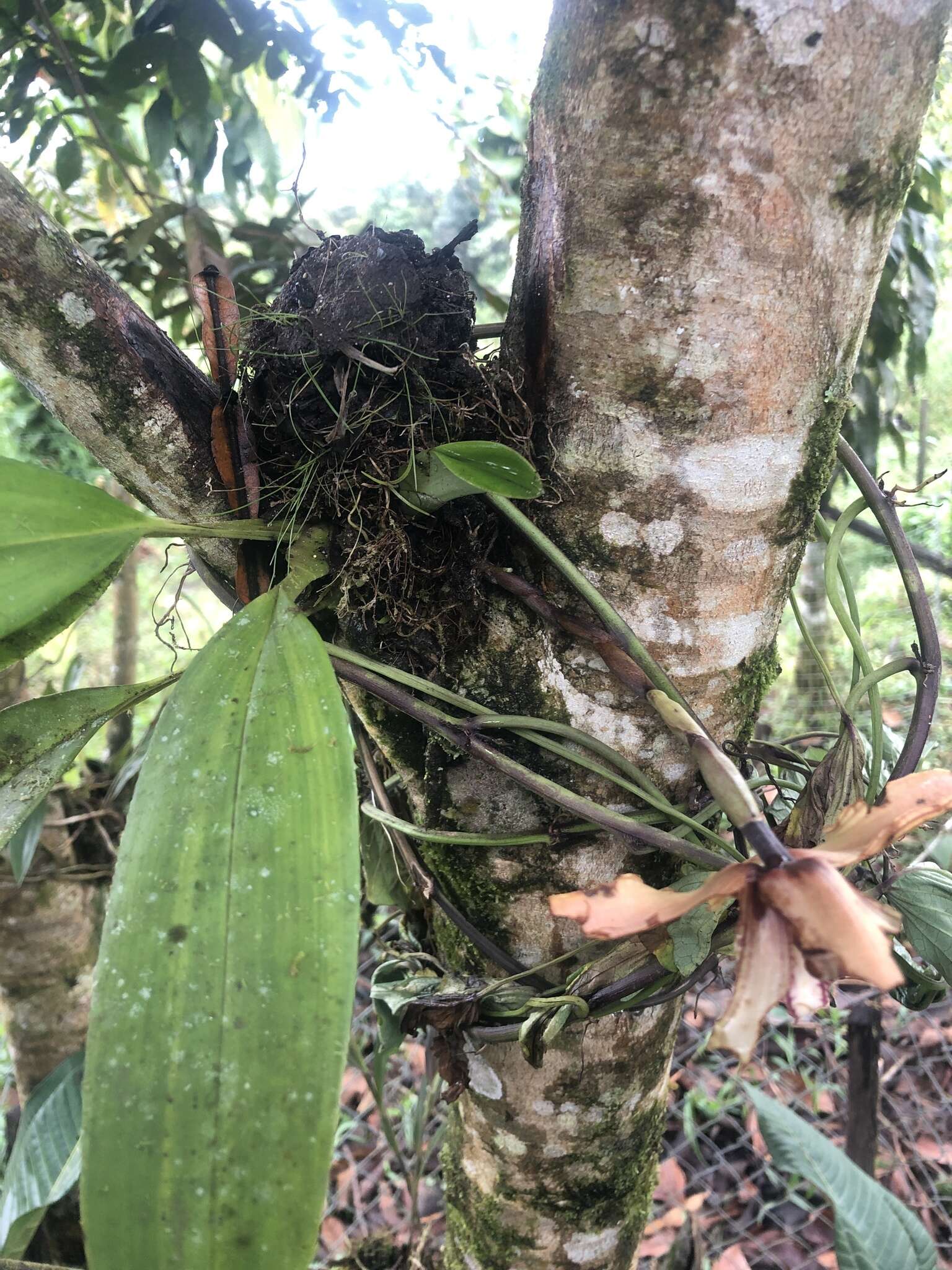 Image of Maxillaria striata Rolfe