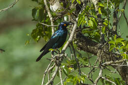 Image of Cape Glossy Starling