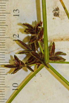 Image of slender flatsedge