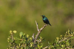 Image of Lesser Blue-eared Glossy-Starling