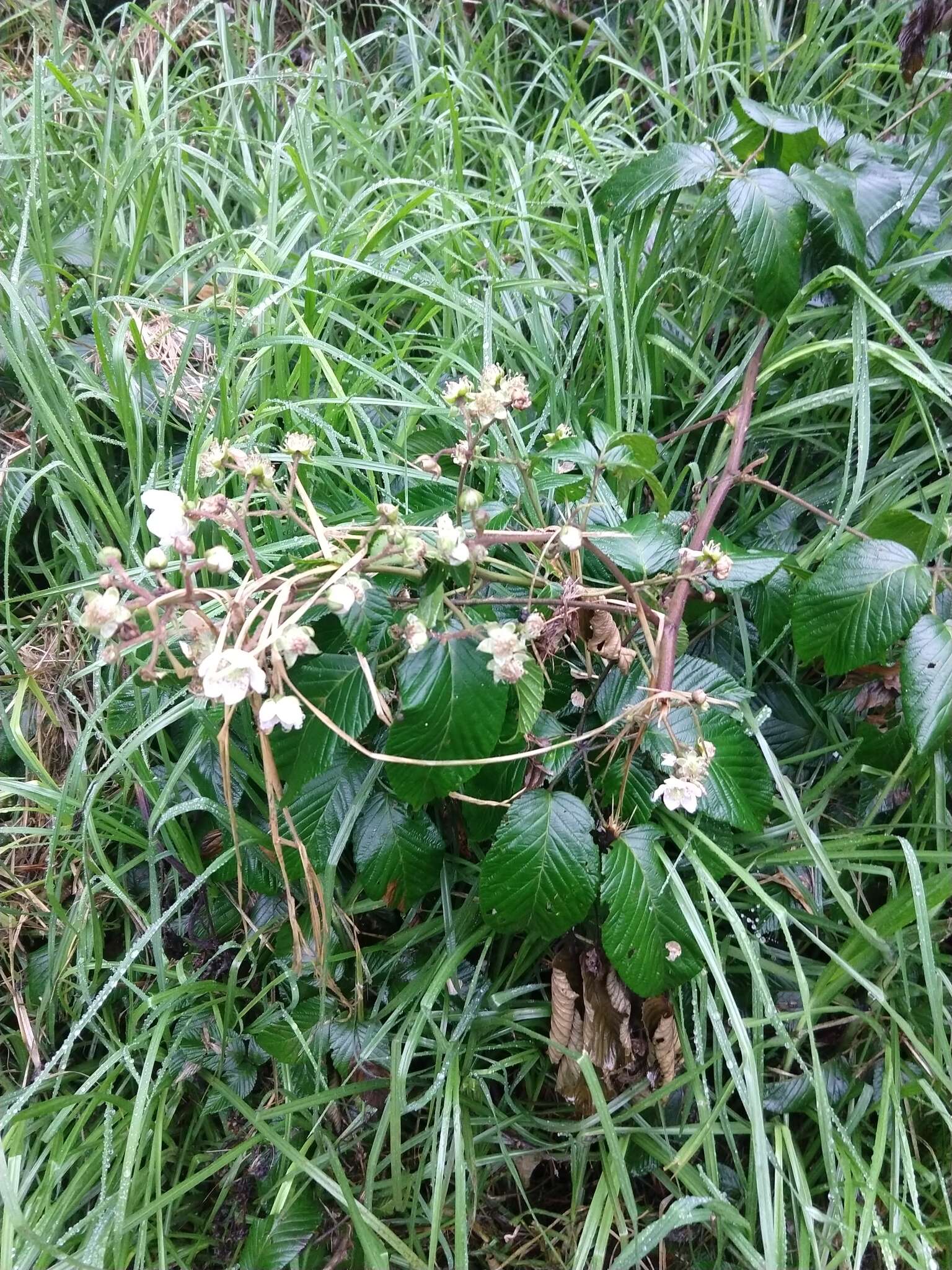 Image of Rubus adenotrichos Schltdl.