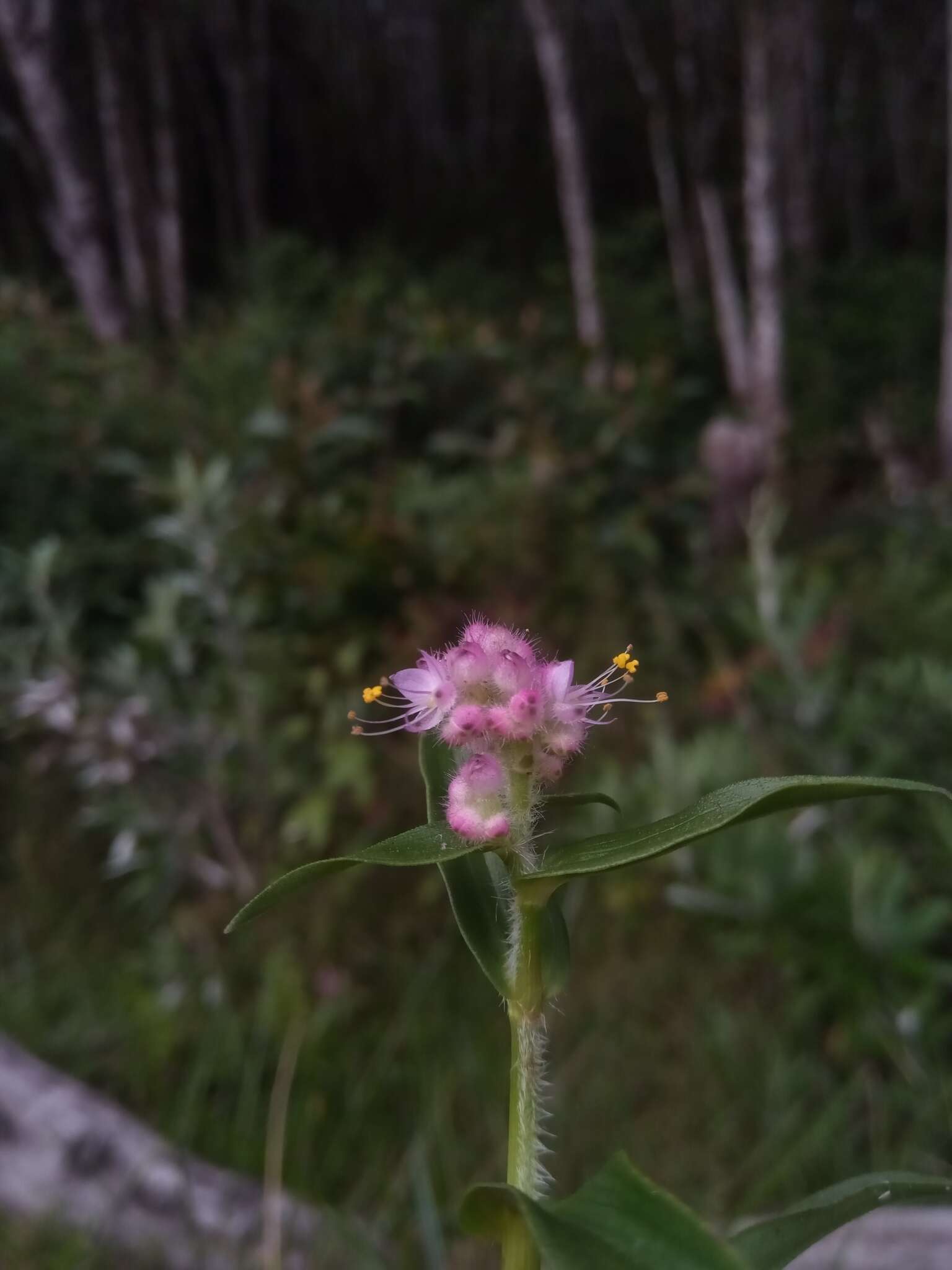 Sivun Floscopa glomerata (Willd. ex Schult. & Schult. fil.) Hassk. kuva